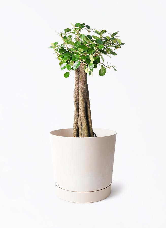観葉植物 ガジュマル 8号 パンダ 朴仕立て プロスパー トゥーボ