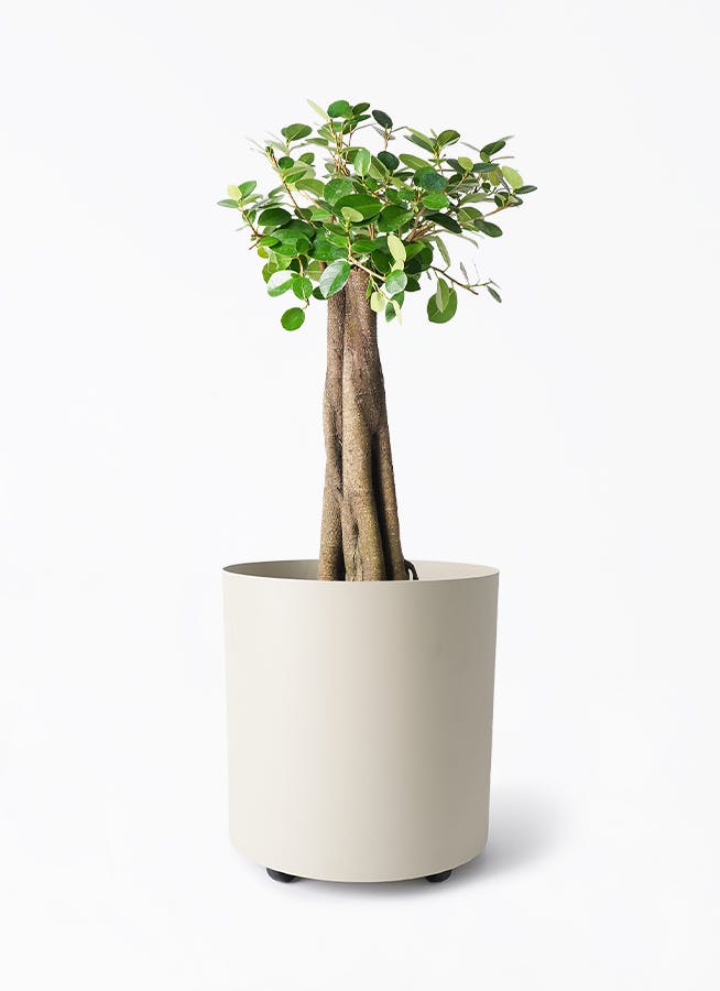 ガジュマル 8号 | 観葉植物通販HitoHana(ひとはな)