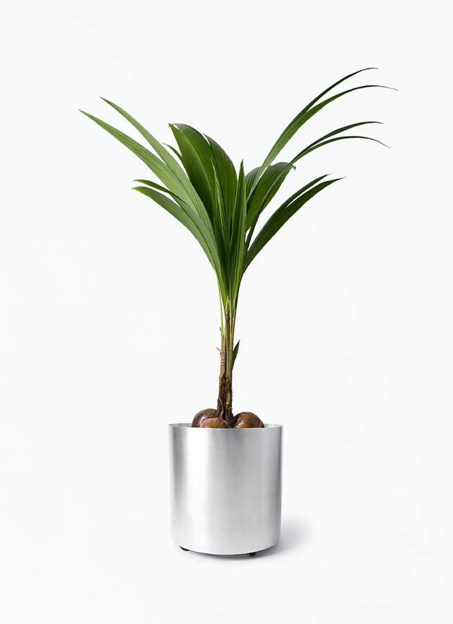 観葉植物 ココヤシ 10号 フェルム シリンダー アルミニウム 付き 