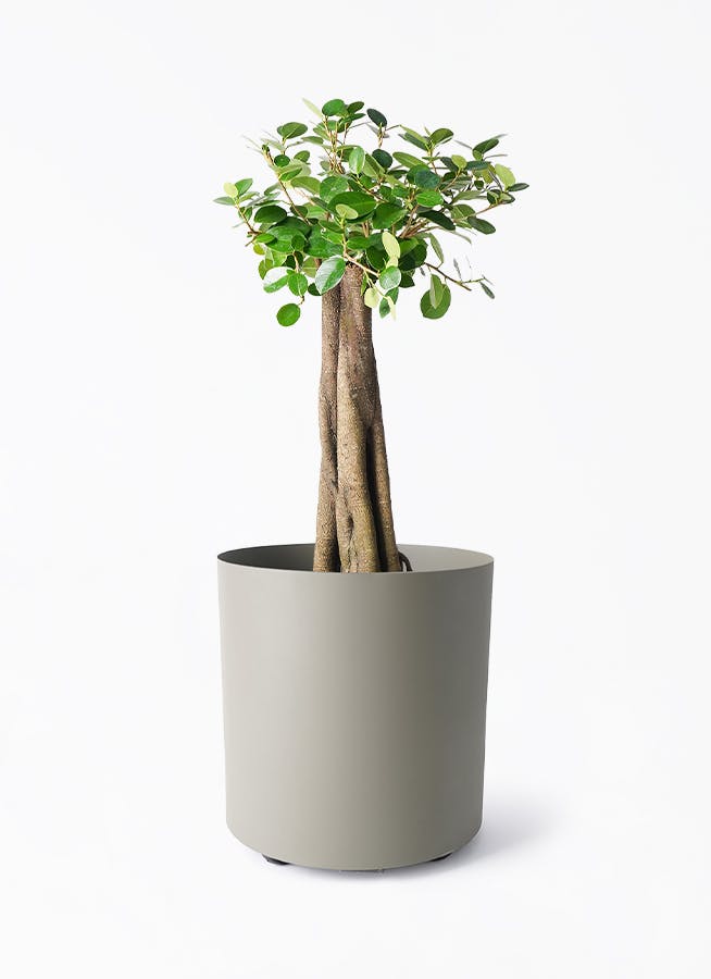 大型の観葉植物 XLサイズ（10号鉢）150cm～｜HanaPrime（ハナプライム）