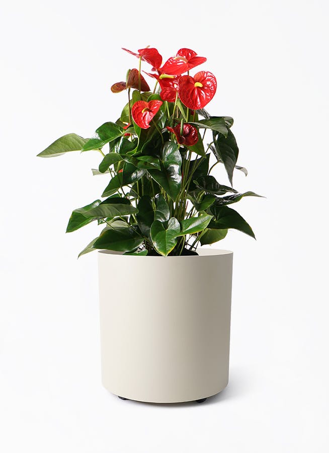 アンスリウム 10号 | 観葉植物通販HitoHana(ひとはな)