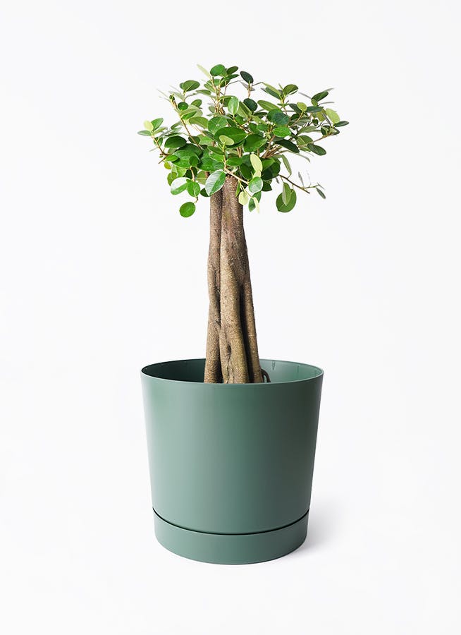 パンダ ガジュマル 朴仕立て | 観葉植物通販 HitoHana（ひとはな）