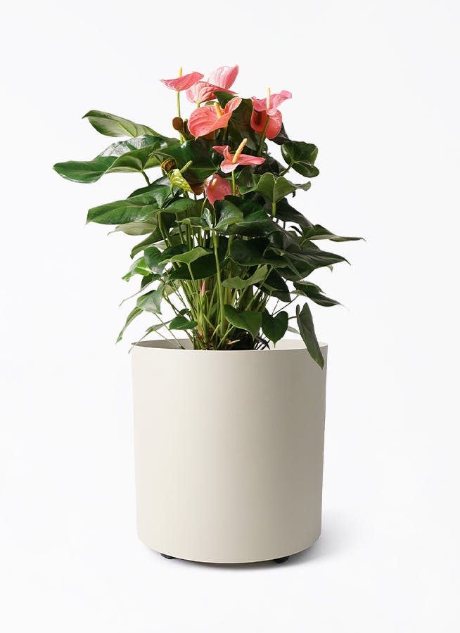 アンスリウム 10号 | 観葉植物通販HitoHana(ひとはな)