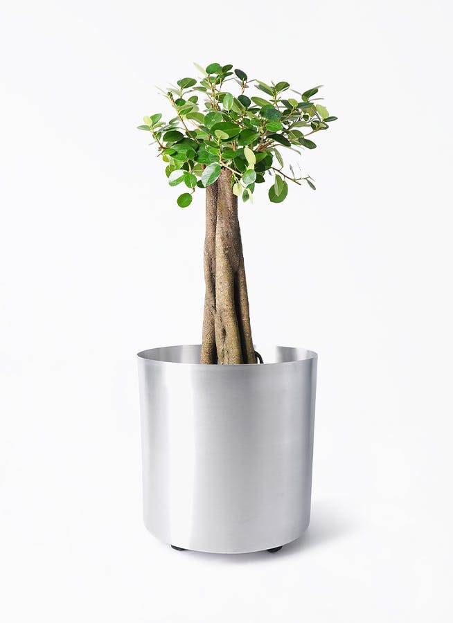 パンダ ガジュマル | 観葉植物通販HitoHana(ひとはな)