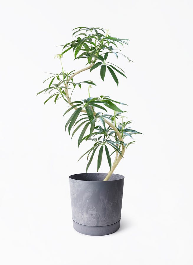 シェフレラ アンガスティフォリア | 観葉植物通販 HitoHana（ひとはな）