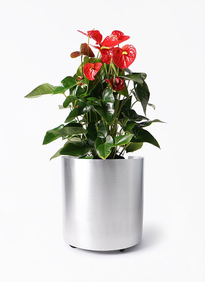 アンスリウム 10号 | 観葉植物通販HitoHana(ひとはな)