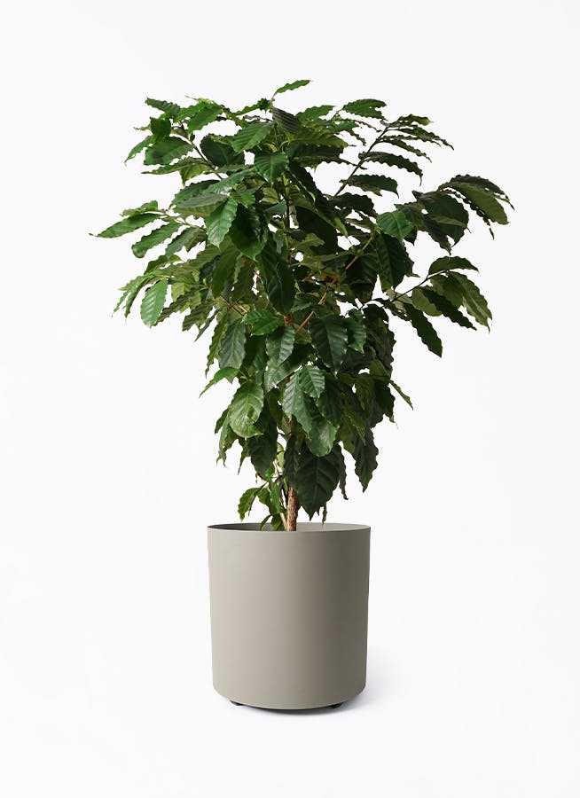 観葉植物 ウンナンシュロチク（雲南棕櫚竹） 10号 フェルム シリンダー