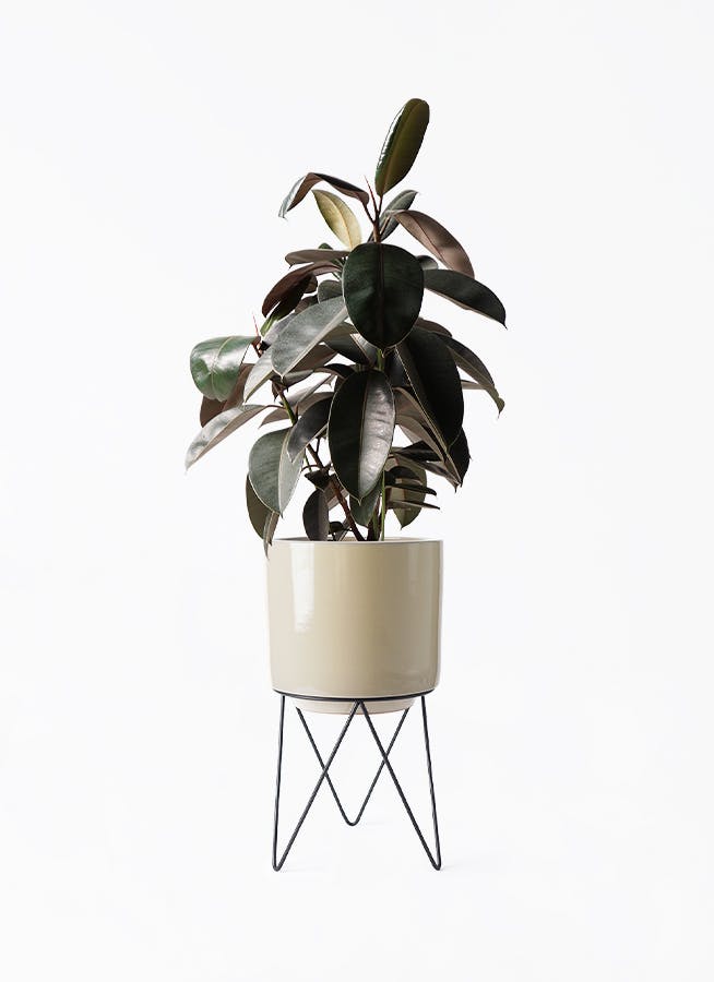 フィカス バーガンディ 8号 | 観葉植物 | インテリアやギフトに