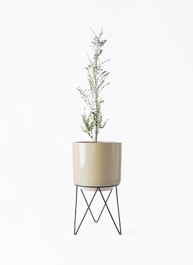 ユーカリ グニー | 観葉植物 | インテリアやギフトに - Hitohana（ひと
