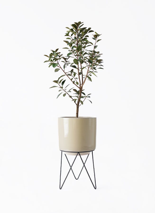 フランスゴムの木 | 観葉植物の通販ならHitoHana（ひとはな）