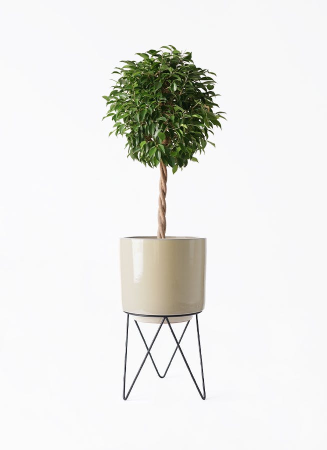 フィカス ベンジャミン 8号 | 観葉植物 | インテリアやギフトに