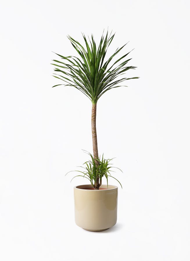 ドラセナ カンボジアーナ | 観葉植物通販HitoHana(ひとはな)