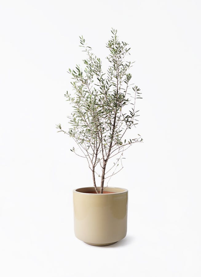 観葉植物 オリーブの木 10号 チプレッシーノ ビトロ エンデカ クリーム
