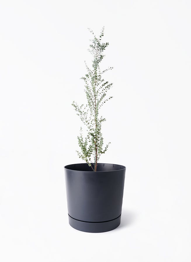 観葉植物 Amazon｜観葉植物 本物 ベンガルボダイジュ（フィカス