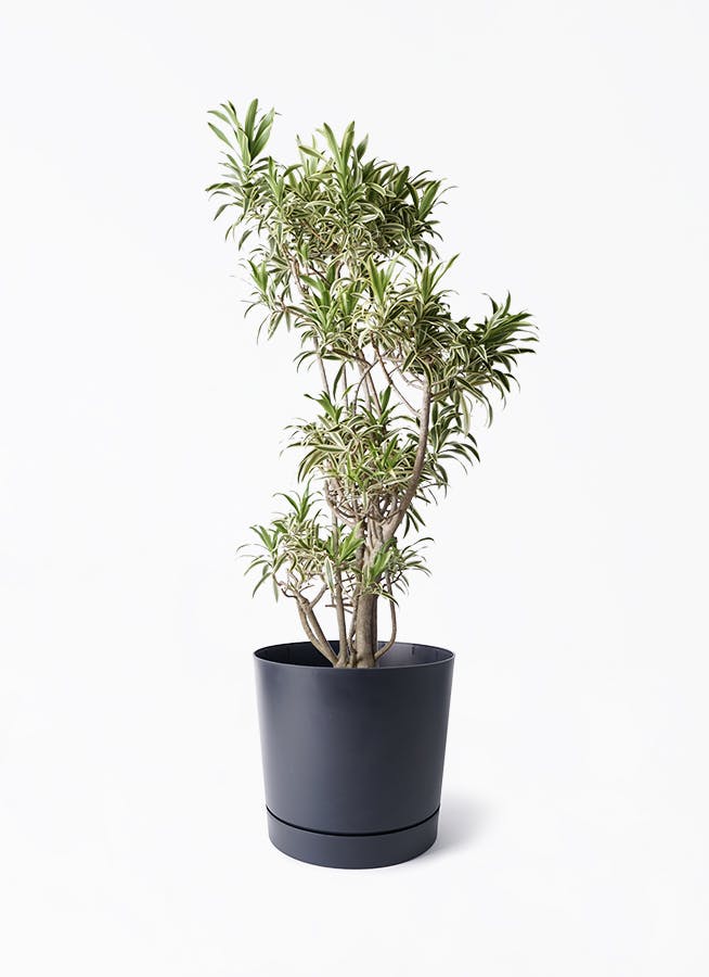 ドラセナ ソング オブ インディア | 観葉植物通販HitoHana(ひとはな)