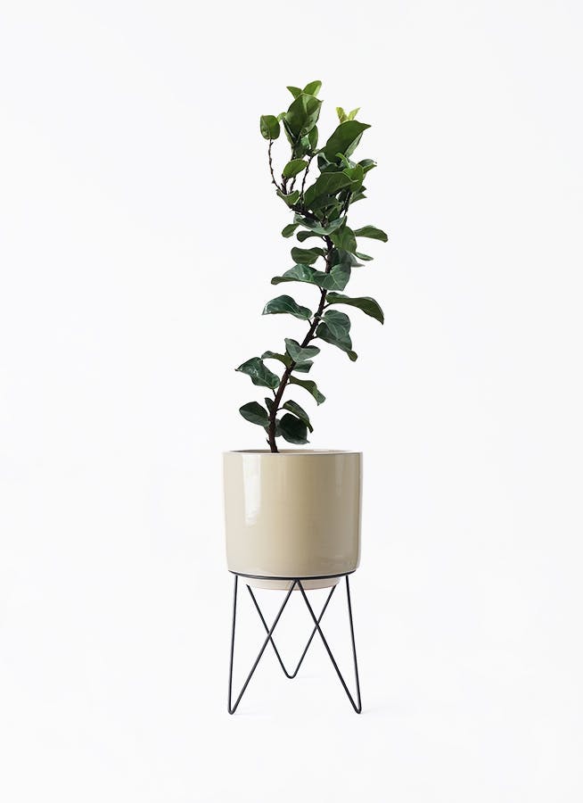 カシワバゴムの木 バンビーノ | 観葉植物通販HitoHana(ひとはな)