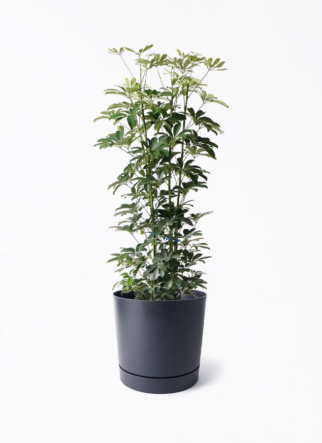 シェフレラ（カポック） 8号 | 観葉植物の通販ならHitoHana（ひとはな）