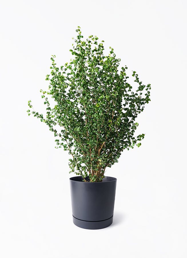 8号サイズの観葉植物 | 通販専門店 HitoHana（ひとはな）