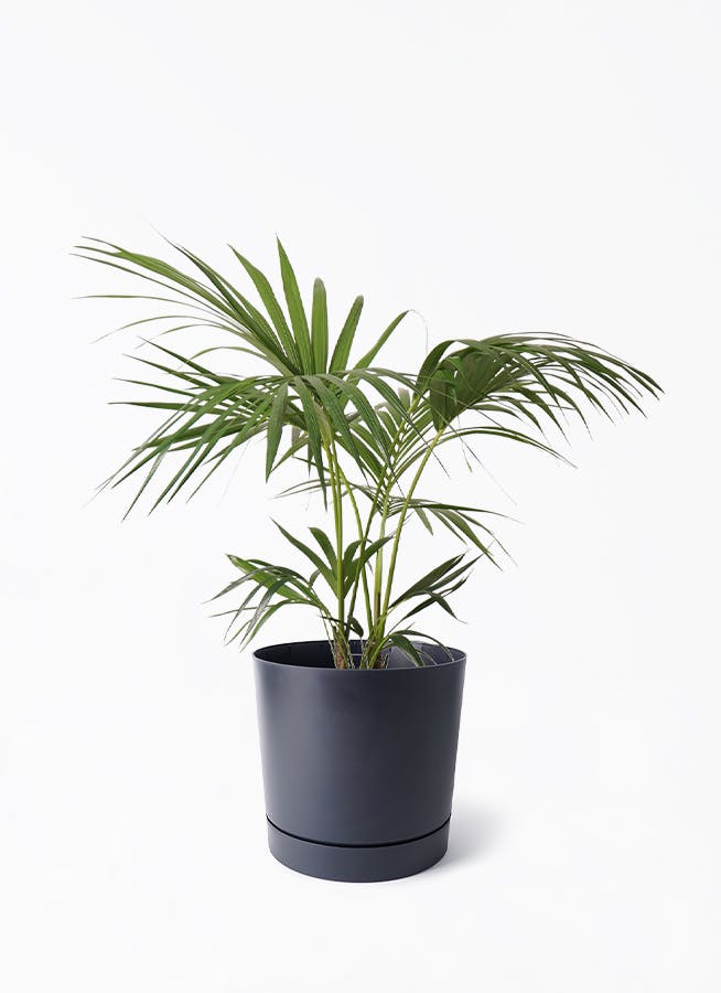 ケンチャヤシ | 観葉植物の通販ならHitoHana（ひとはな）