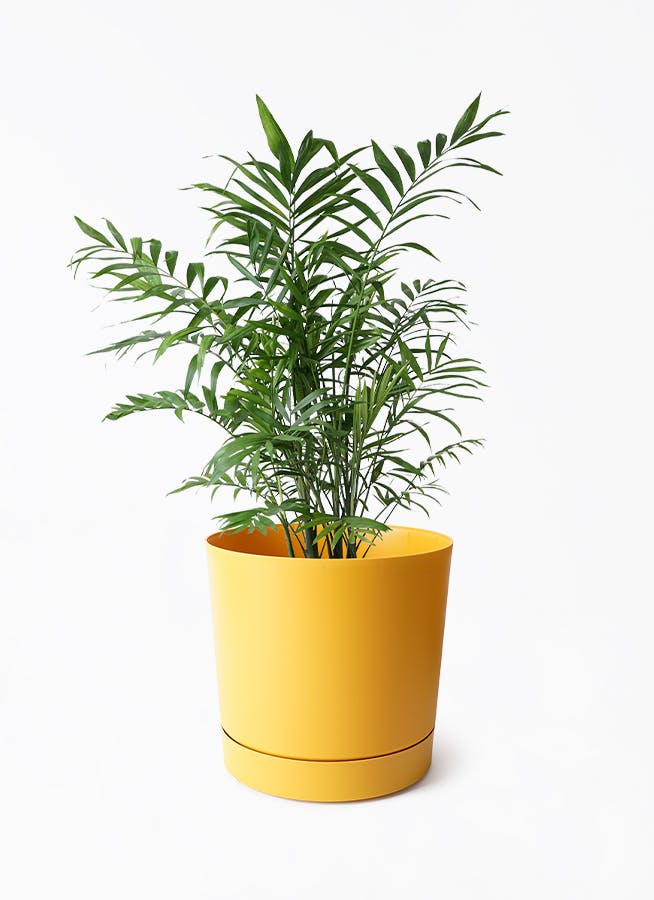 7号サイズの観葉植物 | 通販専門店 HitoHana（ひとはな）