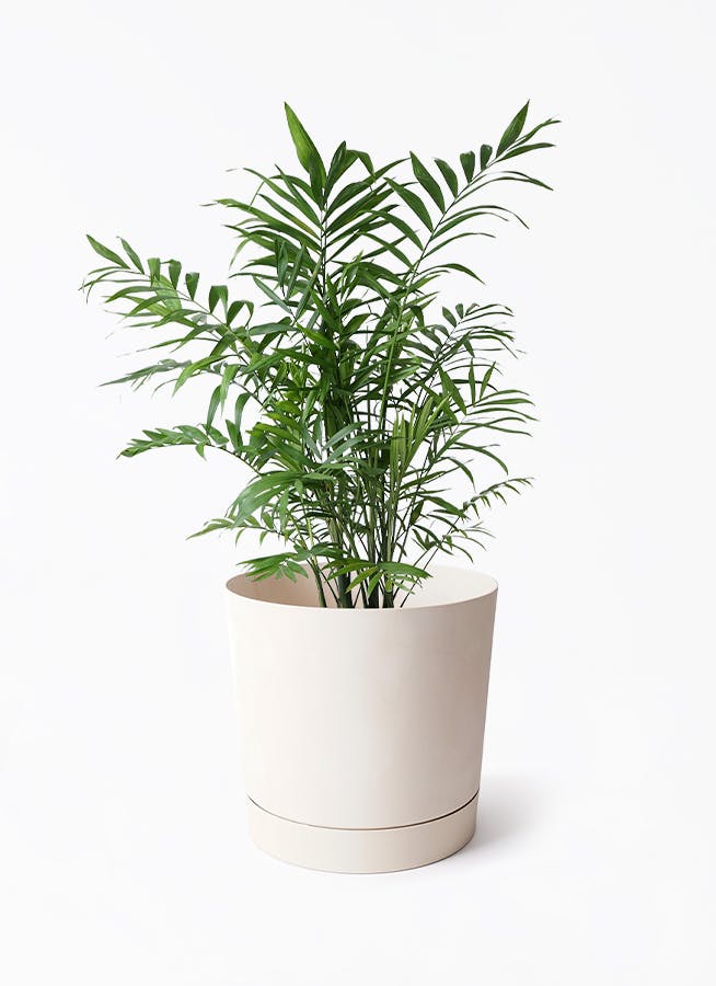 7号サイズの観葉植物 | 通販専門店 HitoHana（ひとはな）