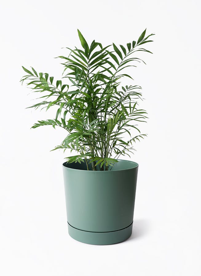 7号サイズの観葉植物 | 通販専門店 HitoHana（ひとはな）