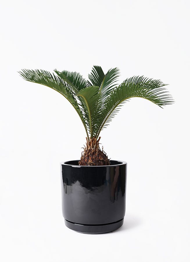 ソテツ | 観葉植物の通販ならHitoHana（ひとはな）