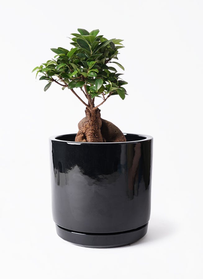 鉢カバー 黒・ブラック 6号 | 観葉植物の鉢ならHitoHana