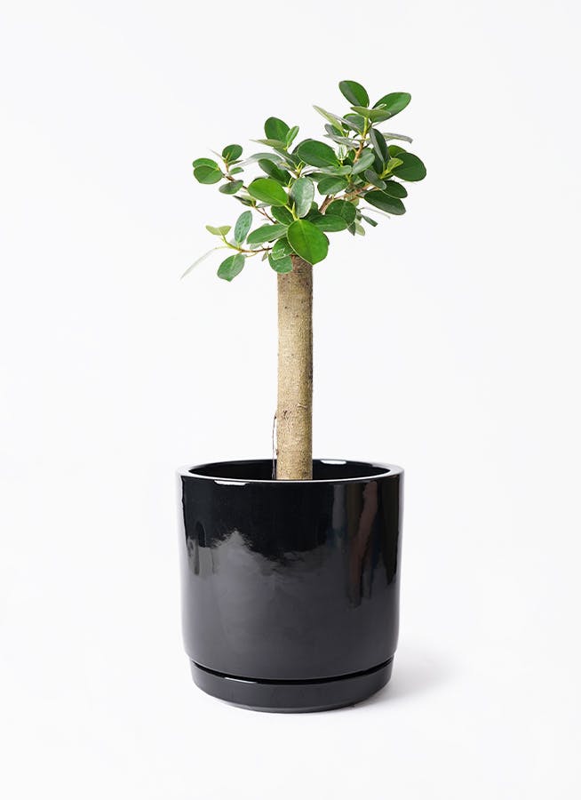 パンダ ガジュマル | 観葉植物通販HitoHana(ひとはな)