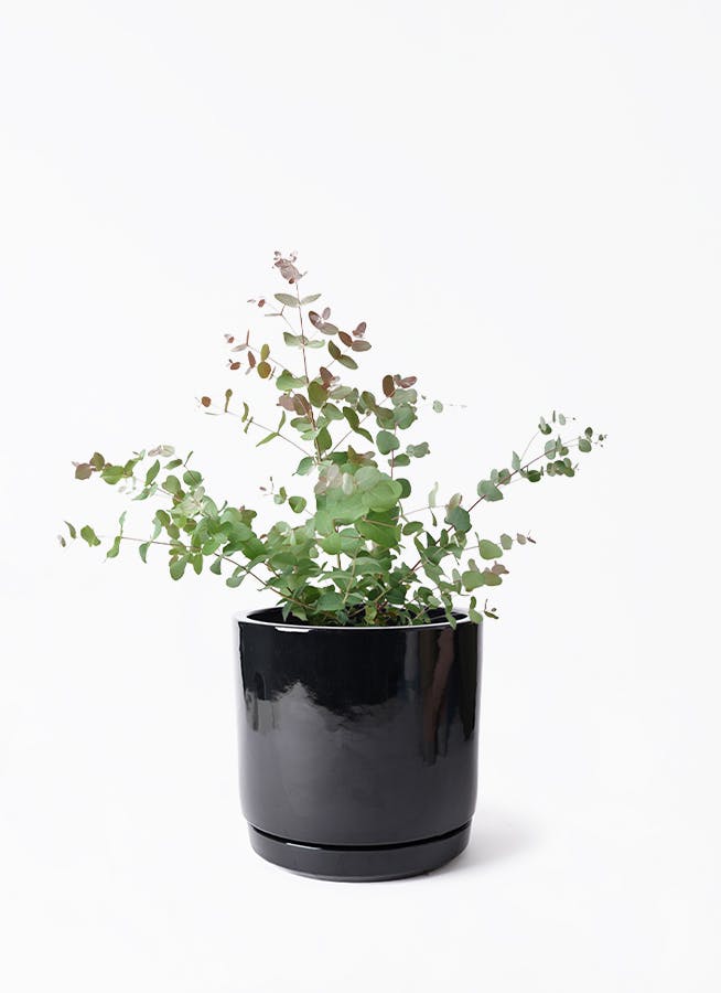 ユーカリ グニー | 観葉植物 | インテリアやギフトに - Hitohana（ひと