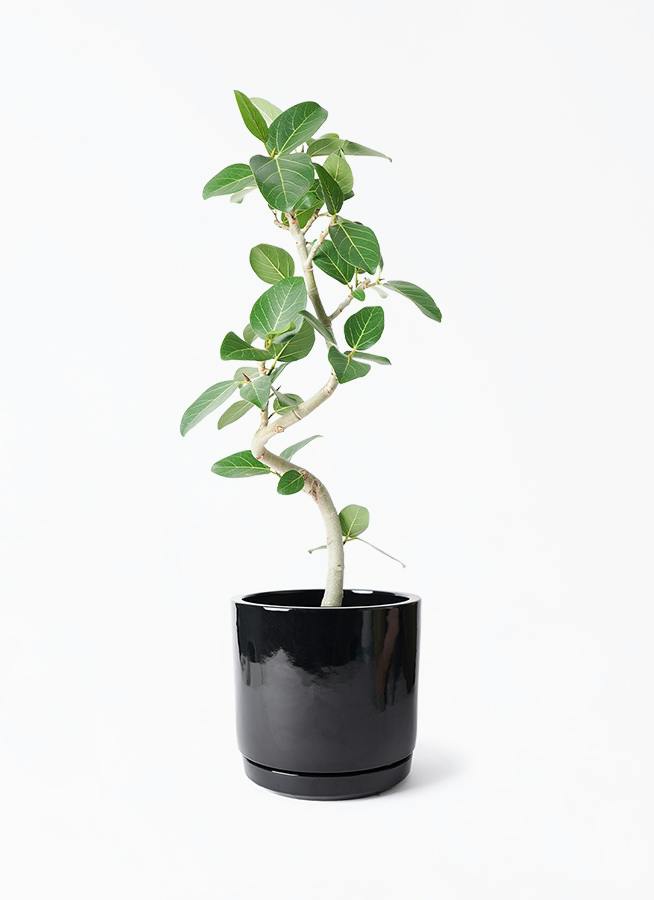 鉢カバー 黒・ブラック 6号 | 観葉植物の鉢ならHitoHana