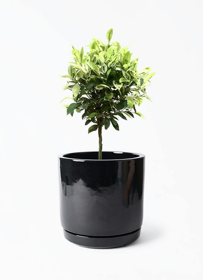 鉢カバー 黒・ブラック 6号 | 観葉植物の鉢ならHitoHana