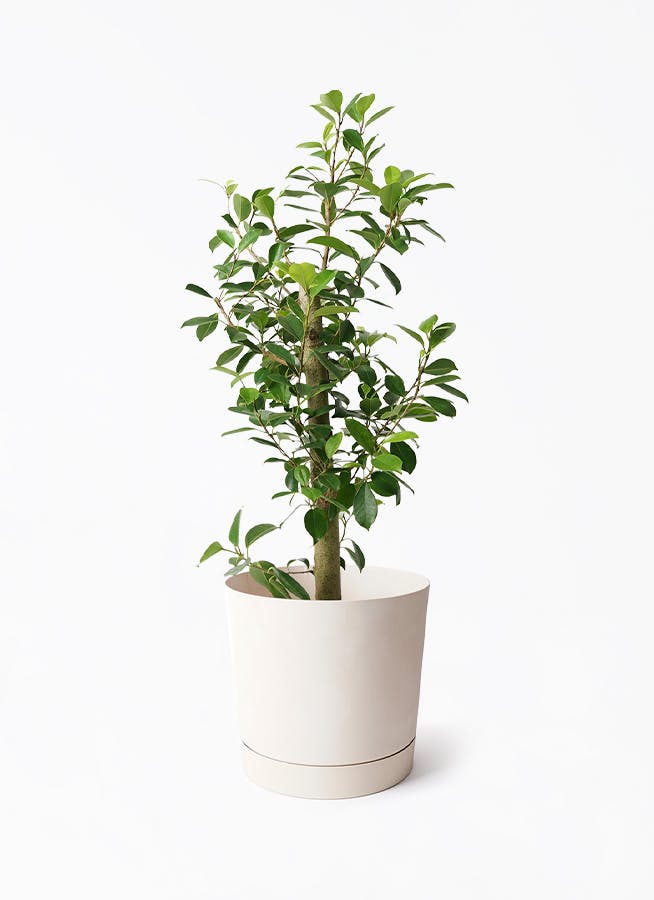 7号サイズの観葉植物 | 通販専門店 HitoHana（ひとはな）