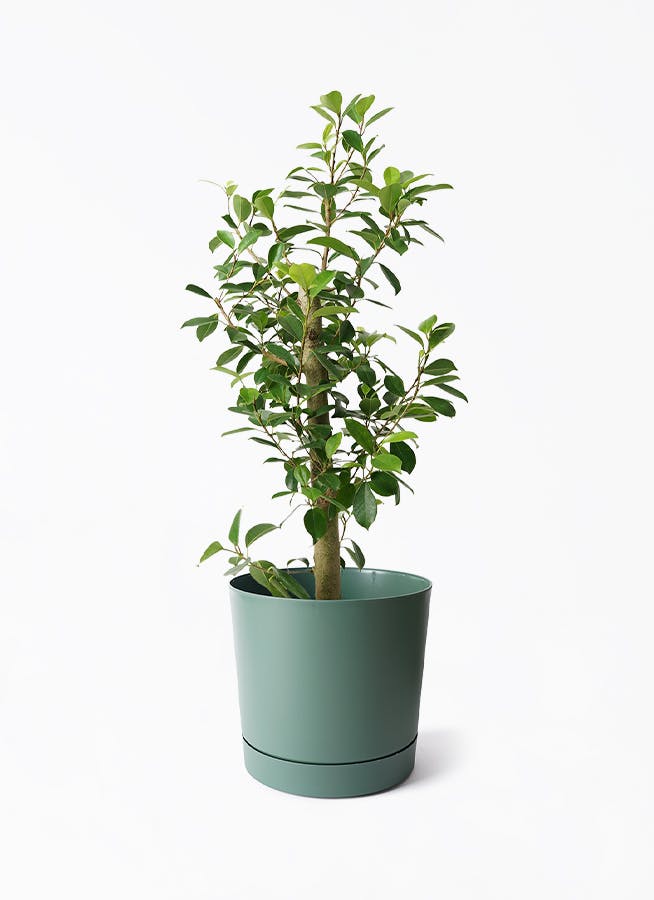 その他観葉植物 user_1242a77b 6B1A3557.jpg?v=1749626313