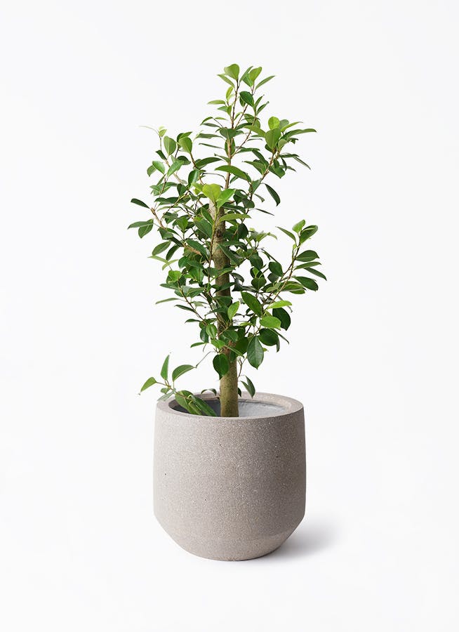 鉢カバー 茶・ブラウン 7号 | 観葉植物の鉢ならHitoHana