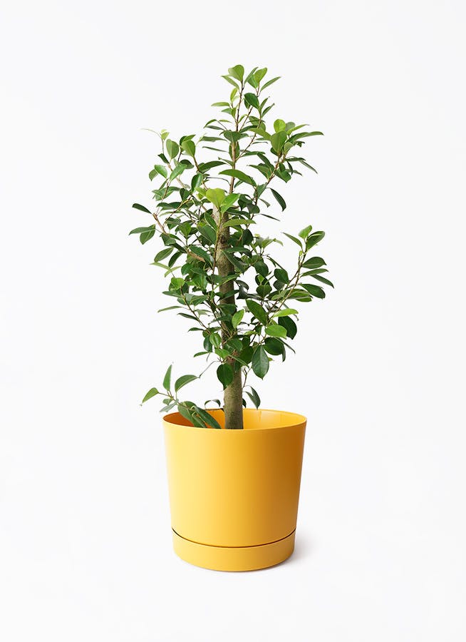 7号サイズの観葉植物 | 通販専門店 HitoHana（ひとはな）