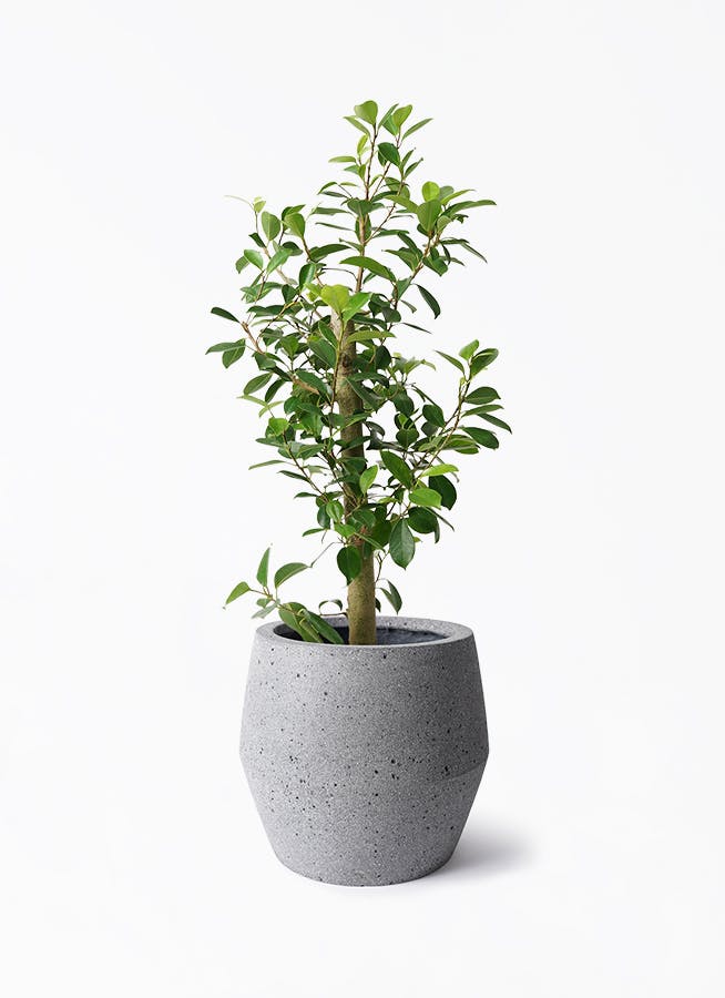 ガジュマル ストレート | 観葉植物通販HitoHana(ひとはな)