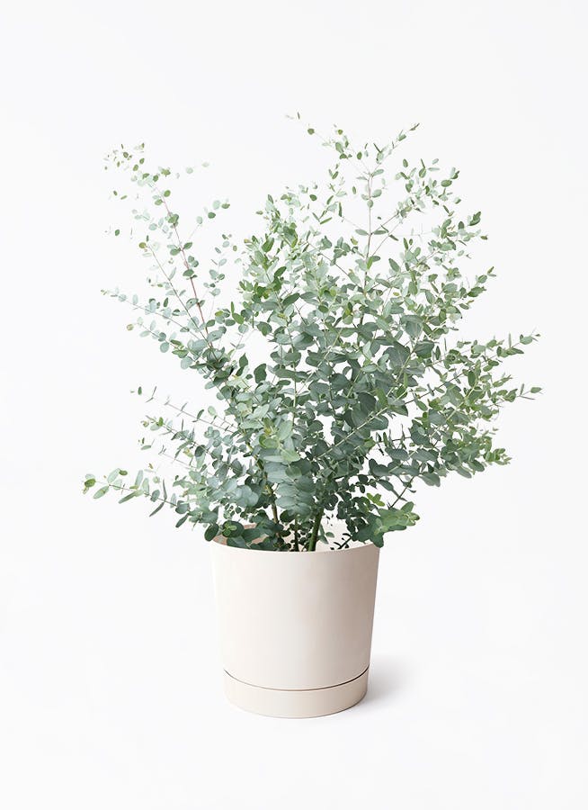 ユーカリ グニー | 観葉植物 | インテリアやギフトに - Hitohana