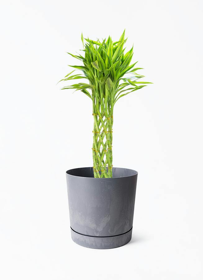 鉢カバー 黒・ブラック 7号 | 観葉植物の鉢ならHitoHana