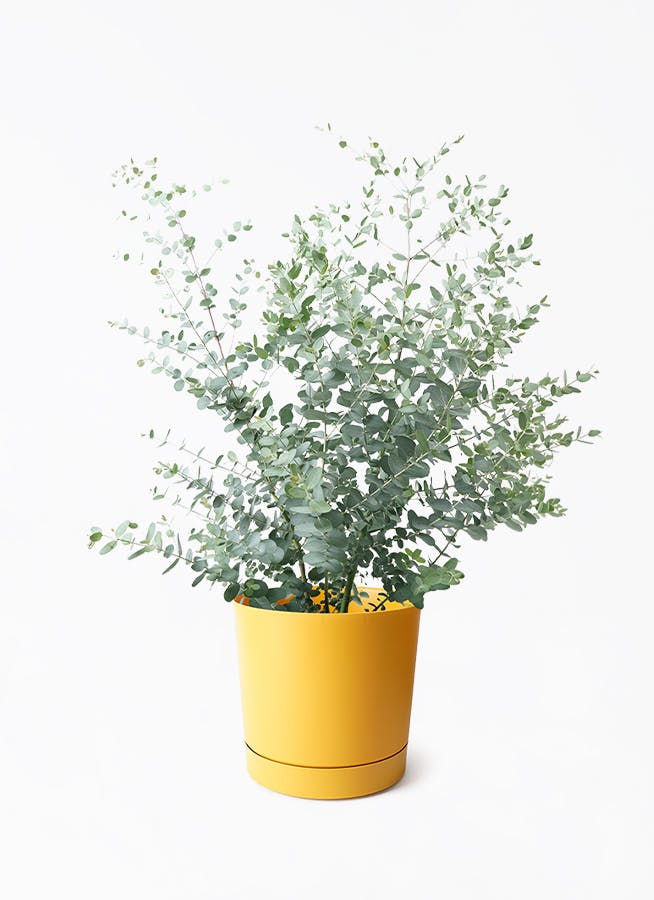 ユーカリ | 観葉植物の通販ならHitoHana（ひとはな）