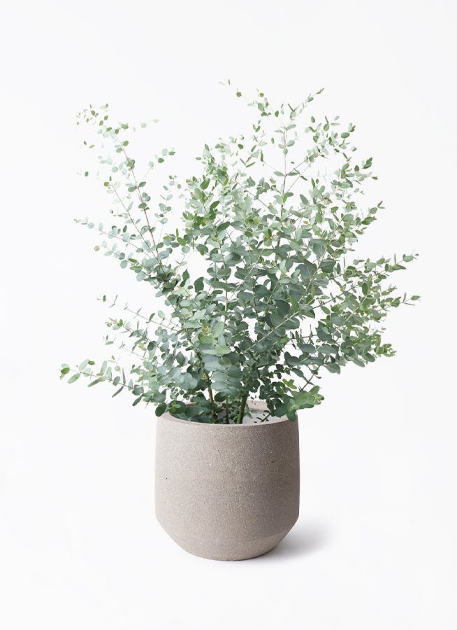 観葉植物 ユーカリ 7号 グニー パボ ミドル アースブラウン 付き