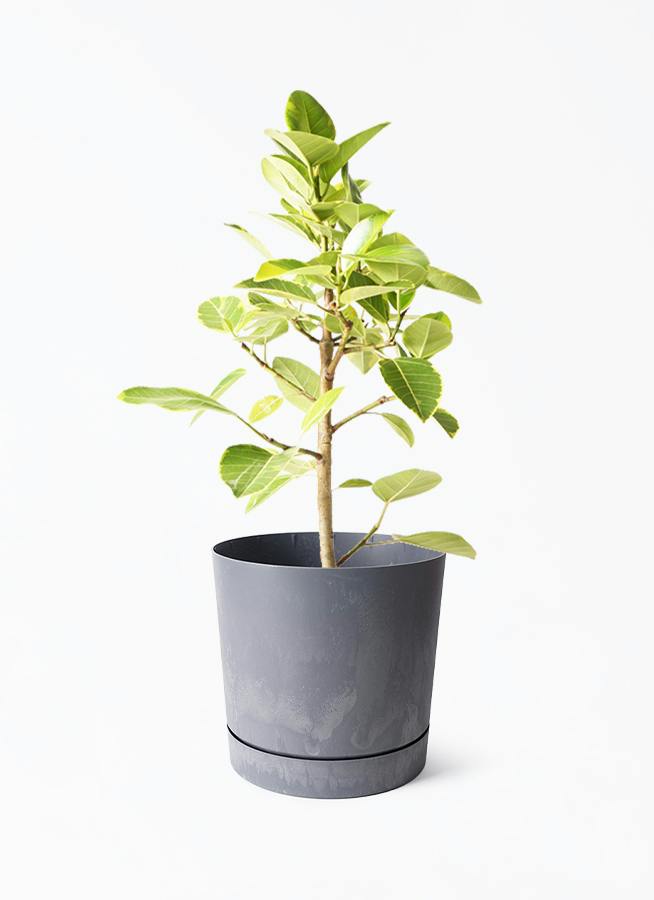鉢カバー 黒・ブラック 7号 | 観葉植物の鉢ならHitoHana
