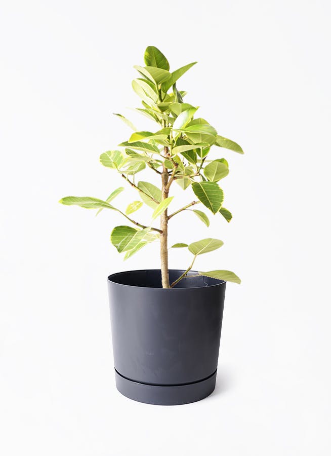 フィカス アルテシマゴールド ファイバー鉢 お皿付き フィカス