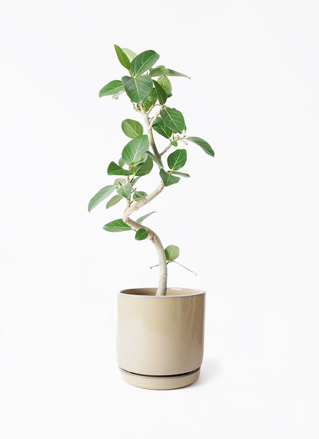 フィカス ベンガレンシス 6号 | 観葉植物通販 Hitohana（ひとはな）