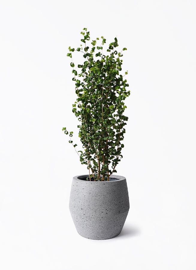 【フィカスベンジャミン】観葉植物 観葉植物 フィカス ベンジャミン 7号 バロック プラスチック鉢 | 観葉