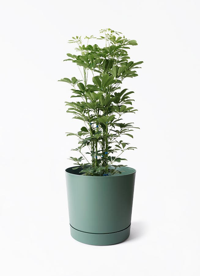 観葉植物 ガジュマル 7号 ストレート プロスパー トゥーボ パイングリーン 付き | 観葉植物ならHitoHana(ひとはな)