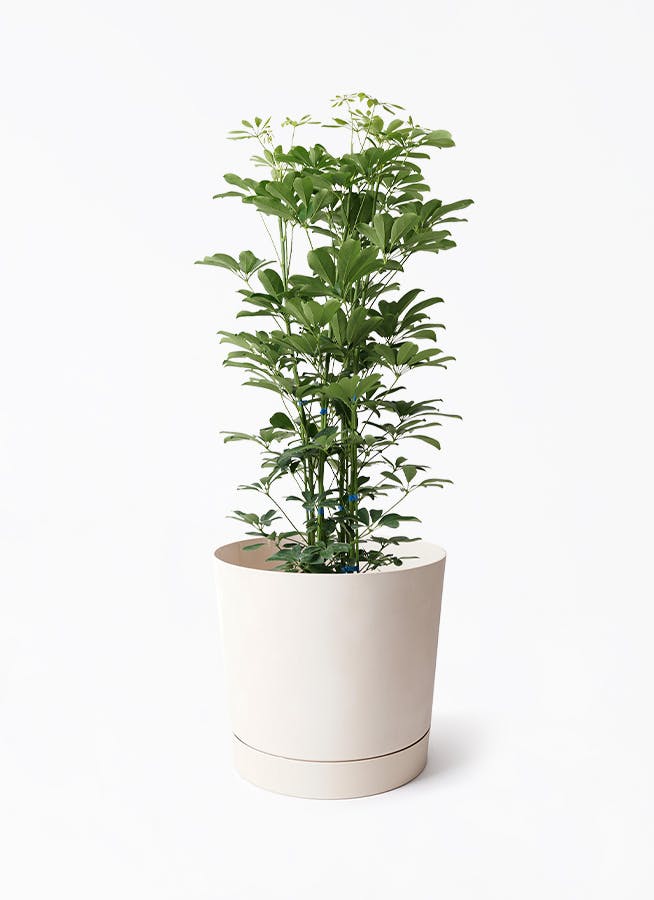 観葉植物 シェフレラ（カポック） 7号 ノーマル プロスパー トゥーボ