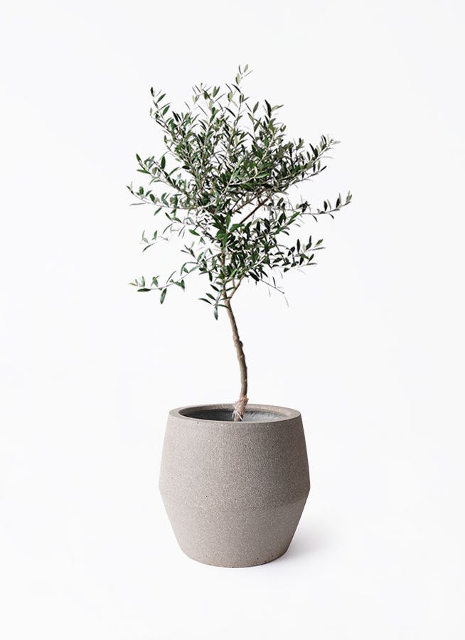 オリーブの木 7号 | 観葉植物 | 送料無料でお届け - Hitohana