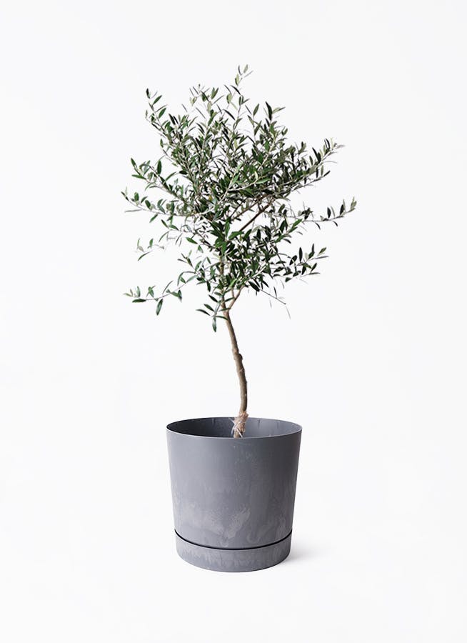 引き取り限定　オリーブ木　鉢植え 観葉植物 オリーブの木 鉢植え」の人気商品一覧 | 安い商品を通販