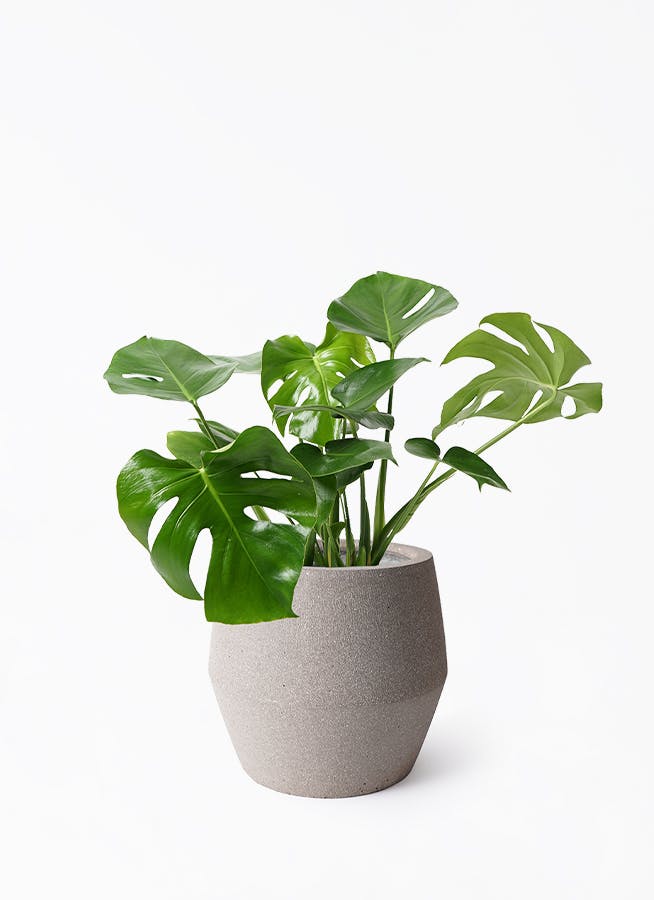 モンステラ | 観葉植物の通販ならHitoHana（ひとはな）
